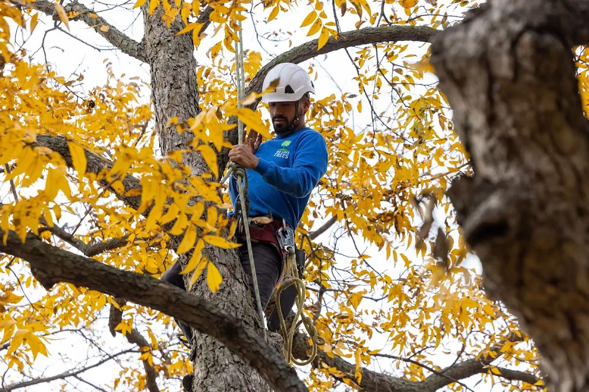 Skilled Tree Planting crew working in Lansing